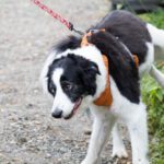 Dog with UTI