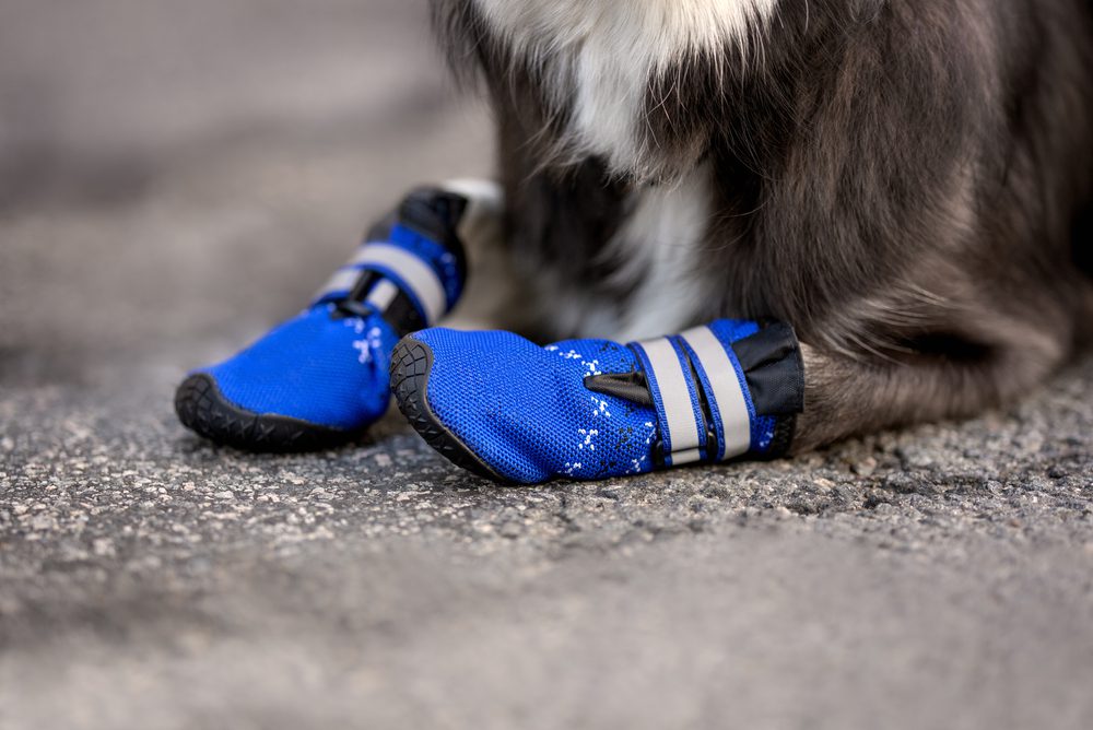 Total Vet Use Dog Booties