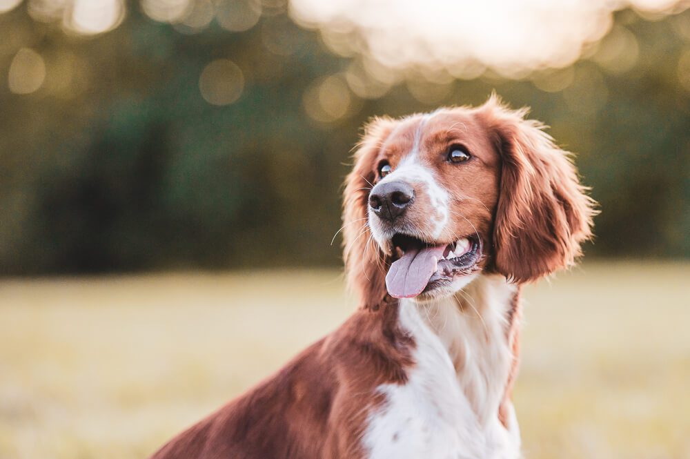 VitaminB12forDogsWhatYouNeedtoKnow Total Vet Vitamin B12 for Dogs