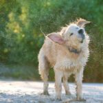 Water in Dog Ear