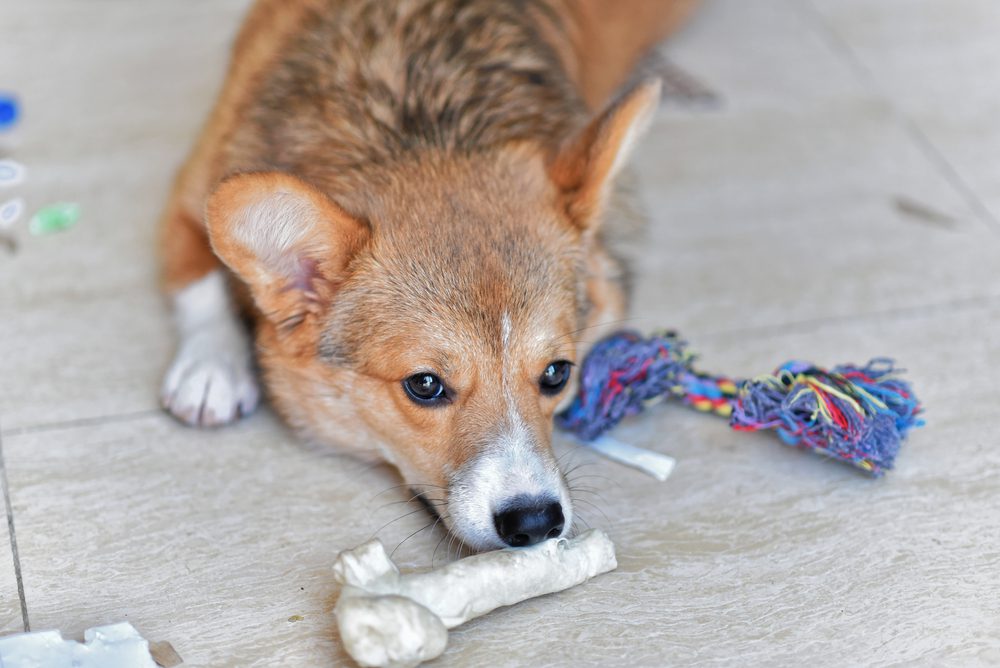 Total Vet What Are the Early Signs of Lymphoma in Dogs