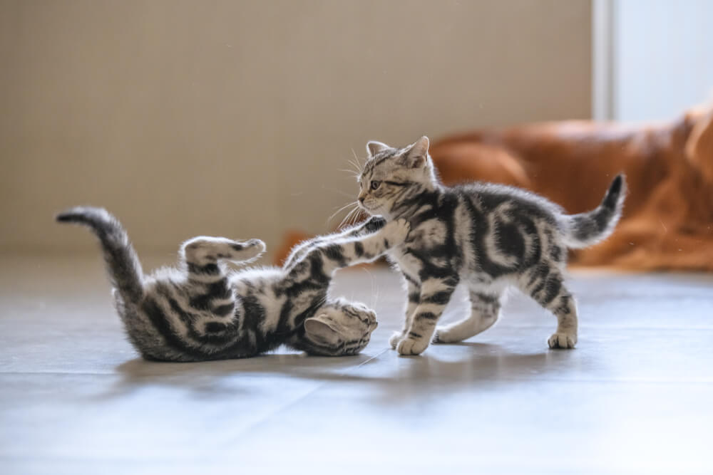 Total Vet arthritis in cats