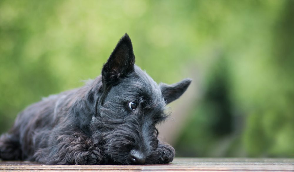 Total Vet What Causes Bladder Cancer in Dogs
