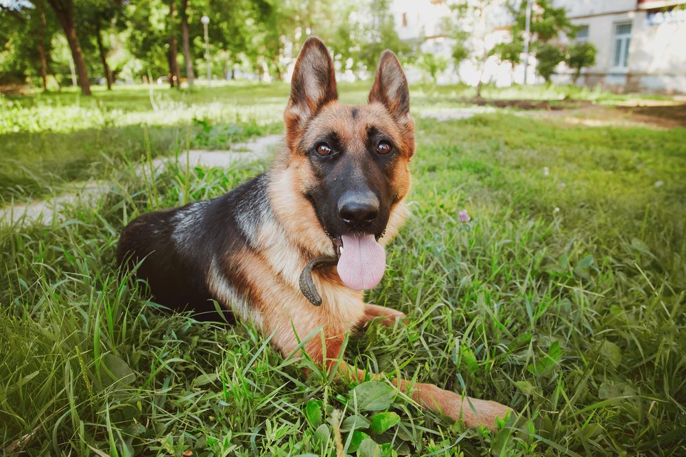 Total Vet What Causes Cancer in Dogs