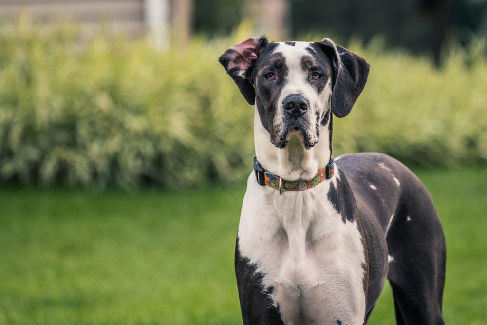 Total Vet What Causes Intestinal Cancer in Dogs