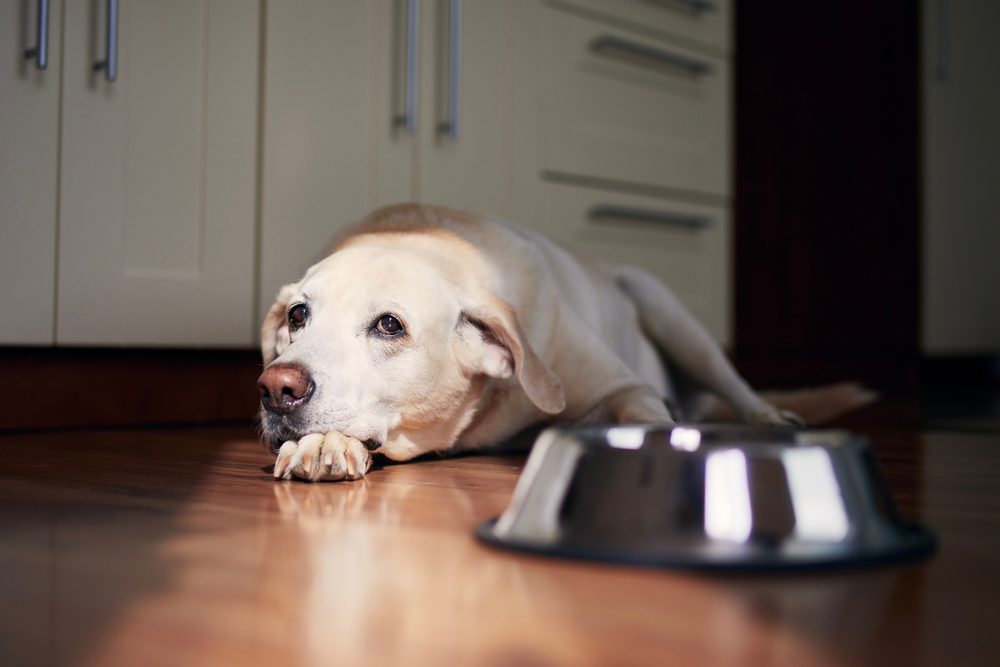 Total Vet What Causes Lethargy in Dogs