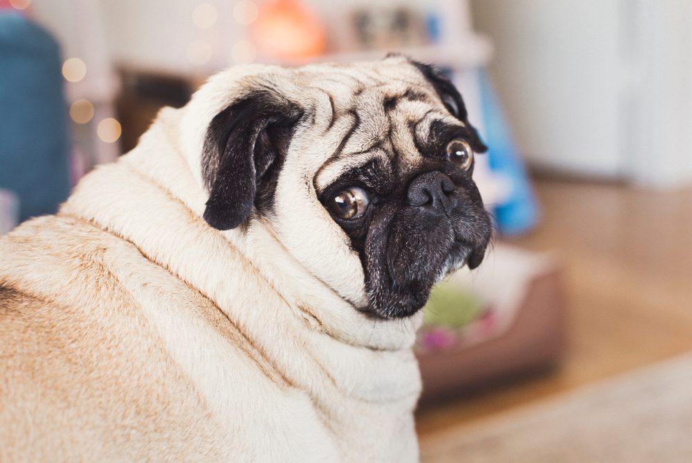 Total Vet What Causes Lipomas in Dogs
