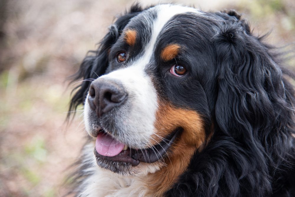 Total Vet What Causes Lymphoma in Dogs