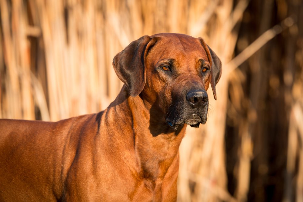 What Causes Mast Cell Tumors in Dogs
