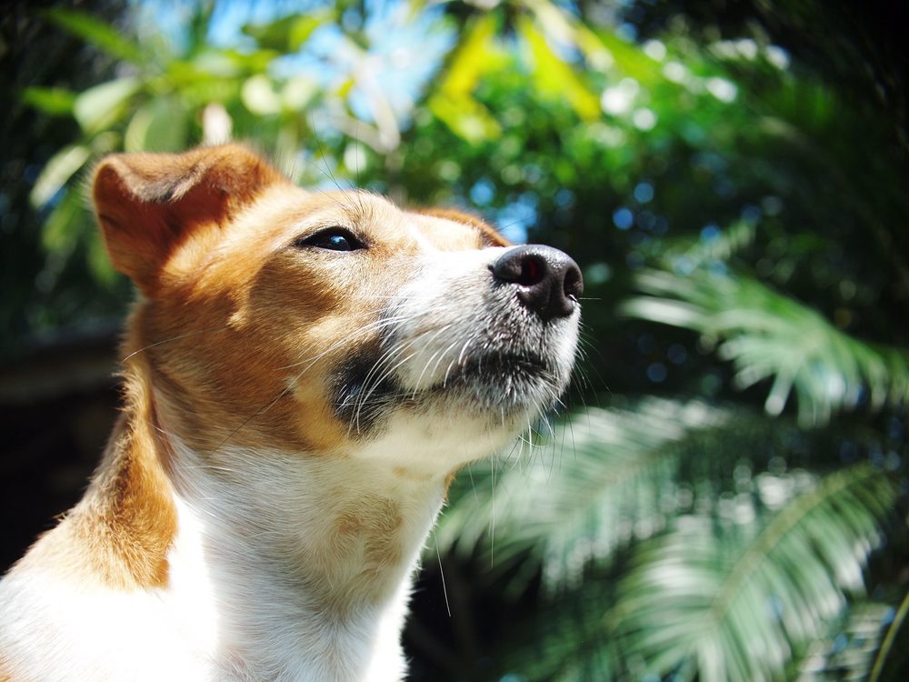 Total Vet What Causes Melanoma Cancer in Dogs