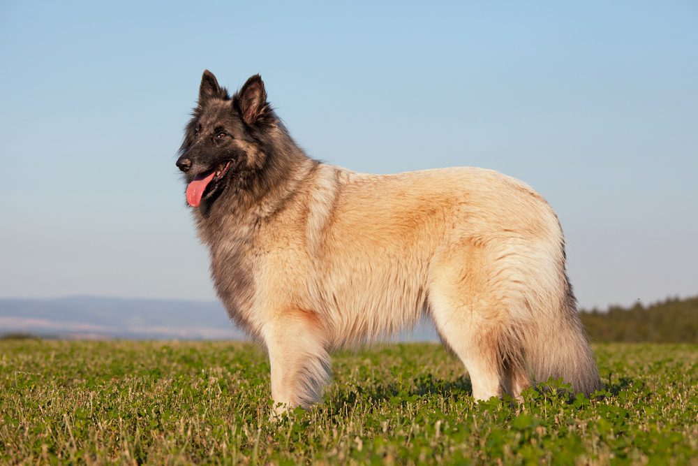 Total Vet What Causes Stomach Cancer in Dogs