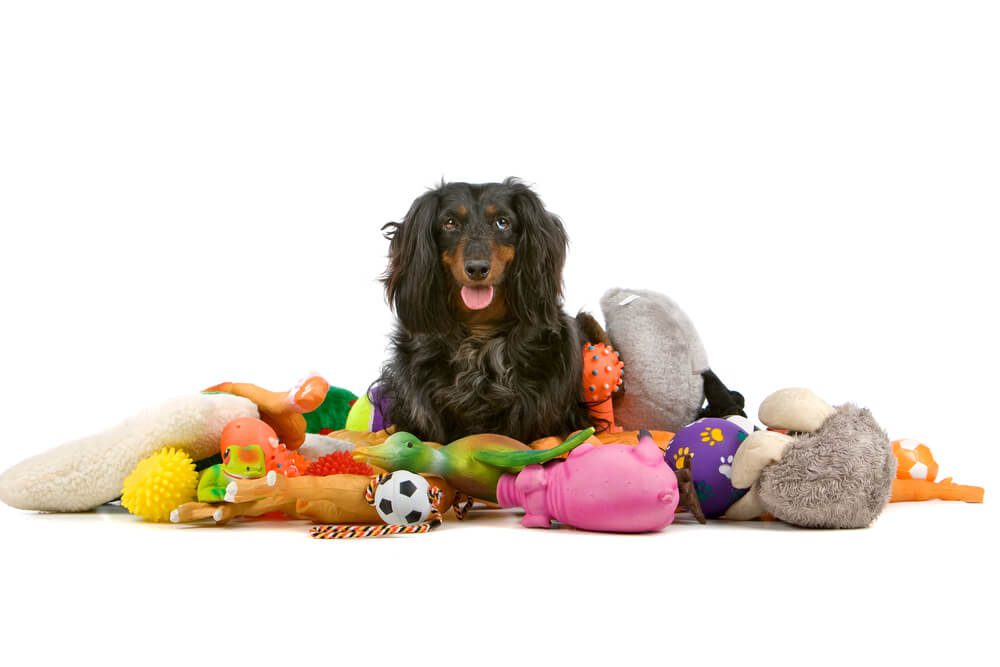 Total Vet What Comes in a Dog Toy Subscription Box