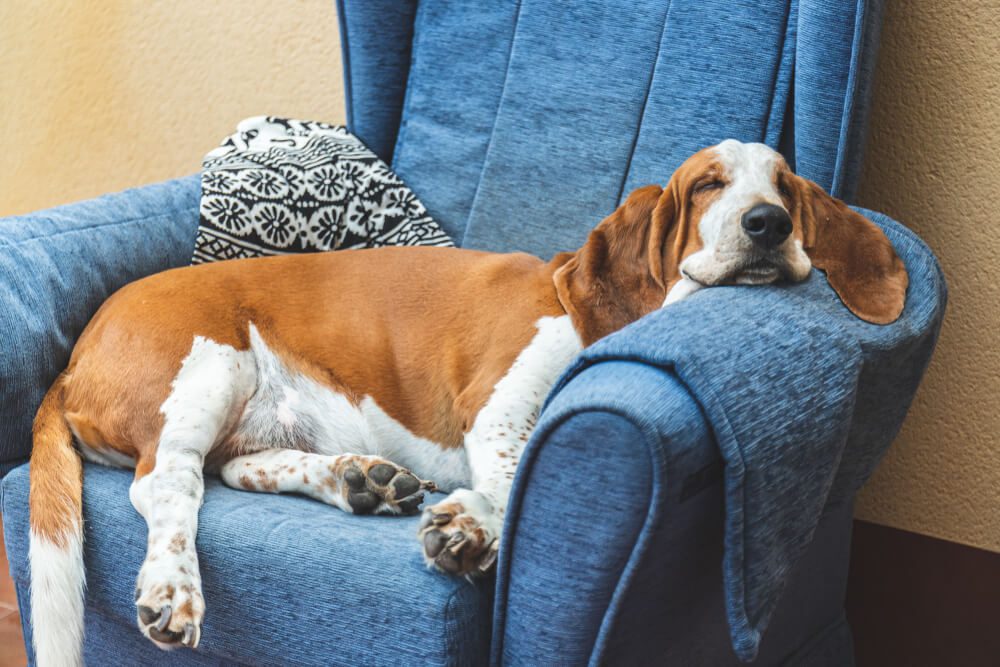 Total Vet What Dog Breeds Have the Most Anxiety