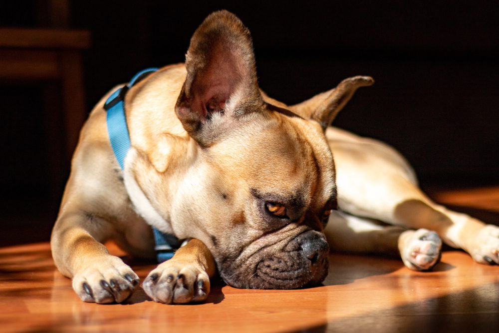Total Vet What Happens When a Dog Takes too Much CBD Oil