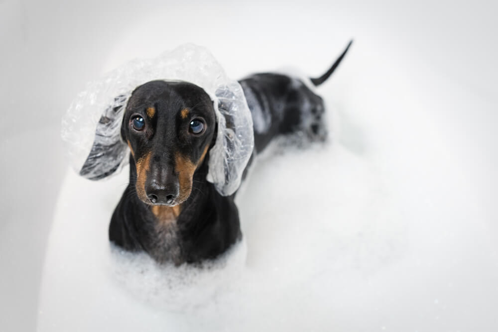 Total Vet What Ingredients Should Not be in a Dog Shampoo