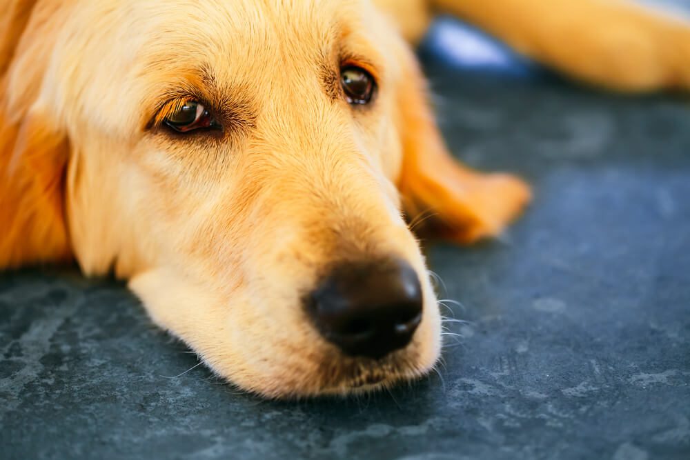 Total Vet What Is Entropion in Dogs
