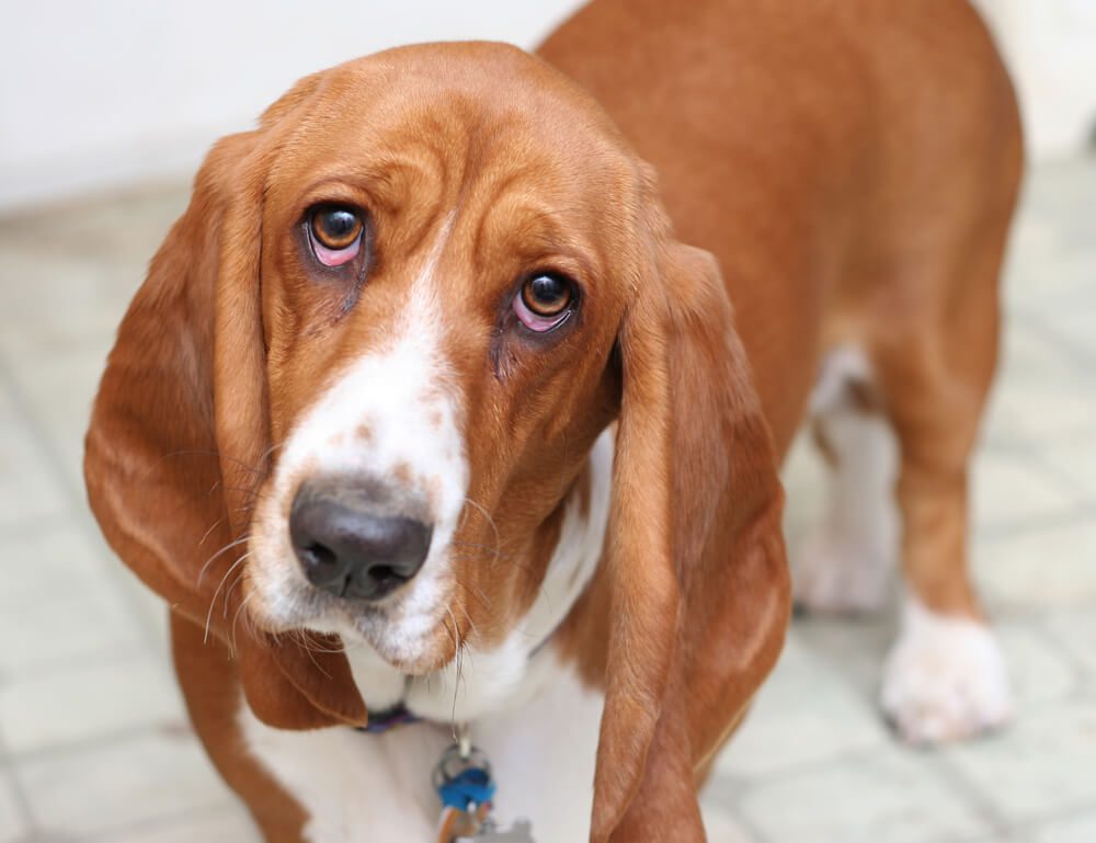 Total Vet What Is the Prognosis for Dog Entropion