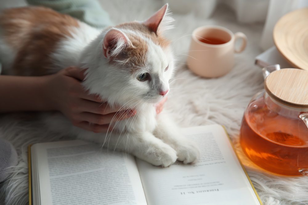 Total Vet What Kind of CBD can I Give My Cat