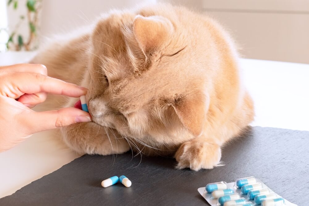 Total Vet meds for cat anxiety