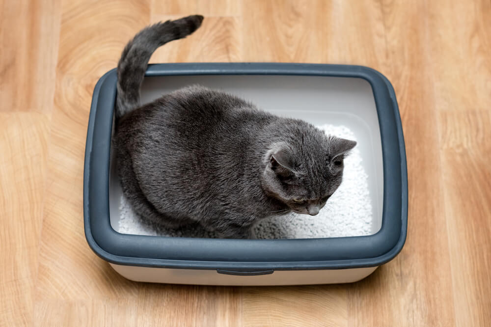 Total Vet What Should I Do if My Cat Stops Eating