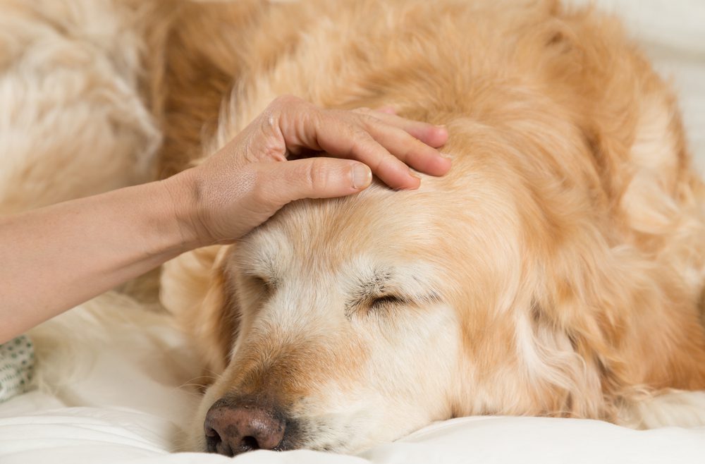 Total Vet What are Cancer Treatment Side Effects in Dogs