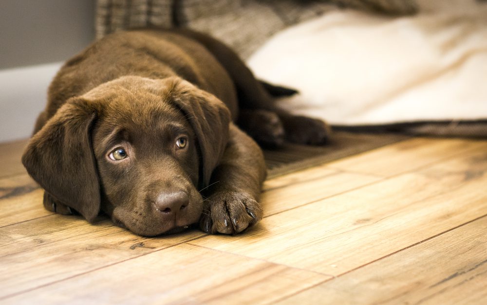 Total Vet What are Signs of Lethargy in Dogs