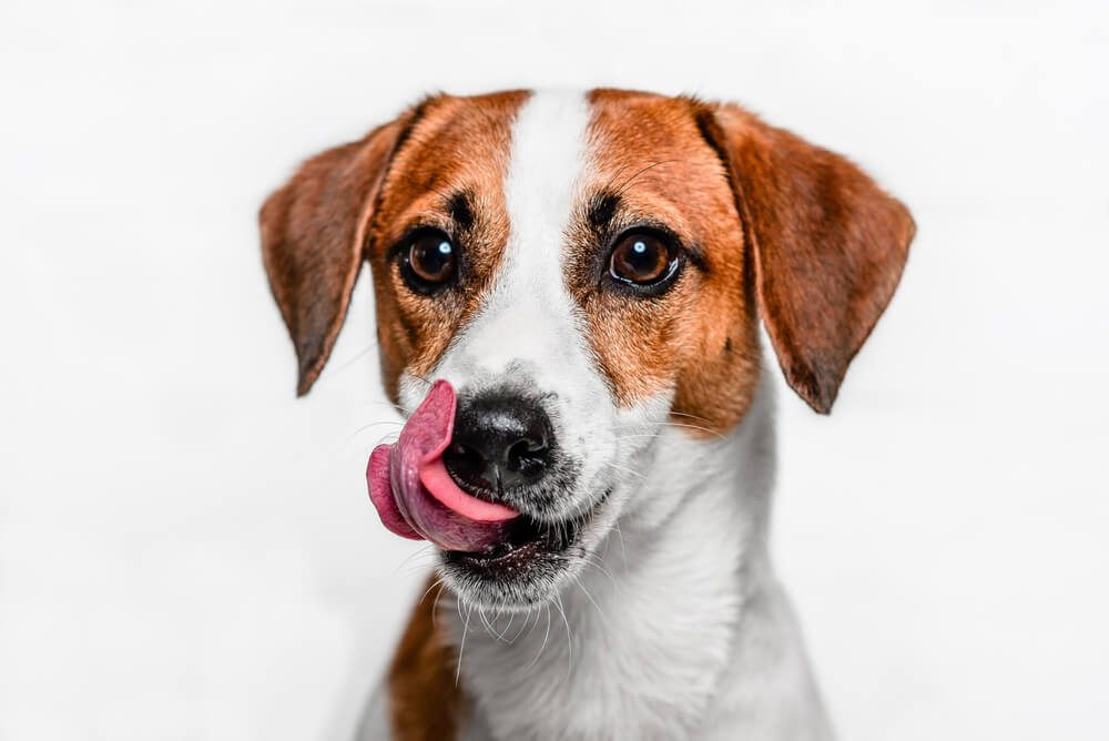 Total Vet What are the Benefits of Vegan Dog Food