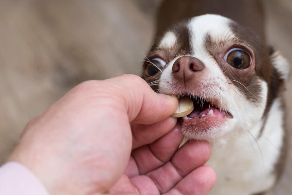 WhataretheBestProbioticsforDogsWithBadBreath Total Vet probiotics for dogs
