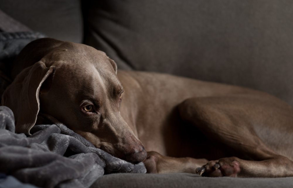 Total Vet What are the First Signs of Hip Dysplasia in Dogs