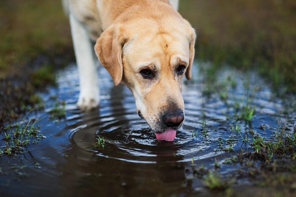 Total Vet What are the Signs of Cancer in a Dog