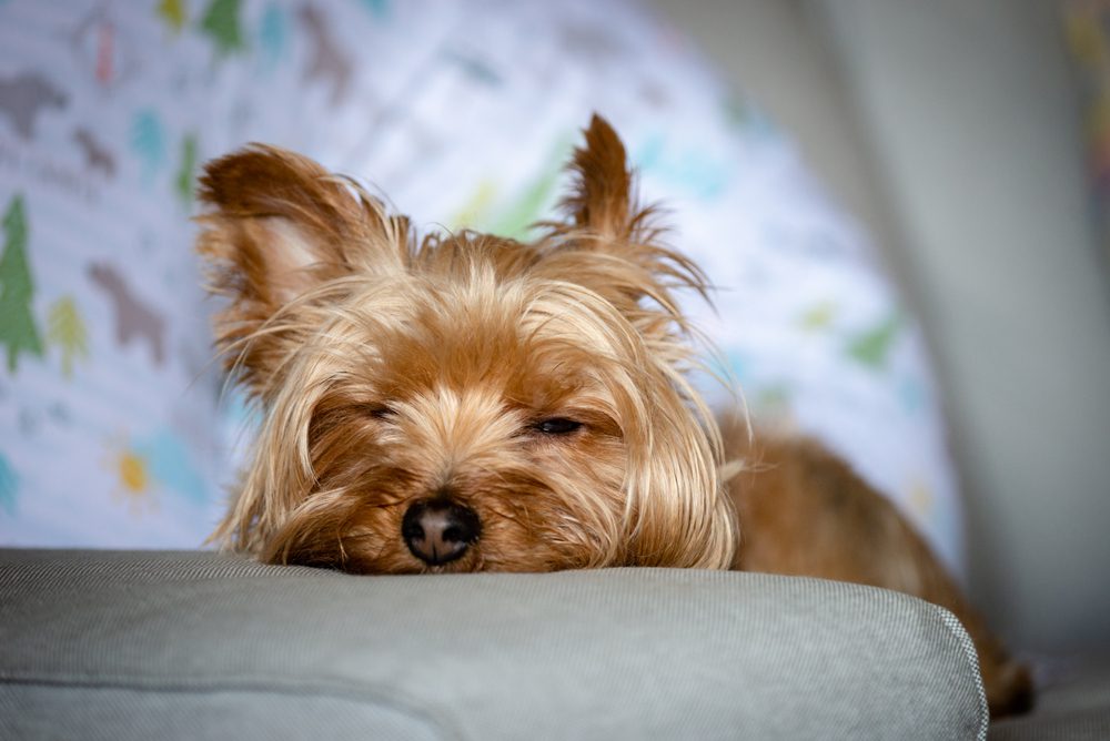 Total Vet What are the Symptoms of Bladder Cancer in a Dog