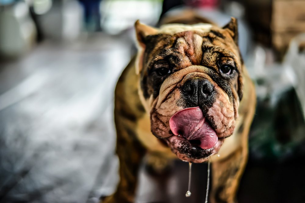 Total Vet What are the Symptoms of Melanoma in Dogs