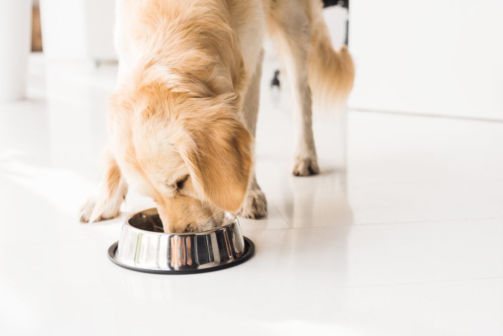 What can I Give My Dog to Improve Gut Health