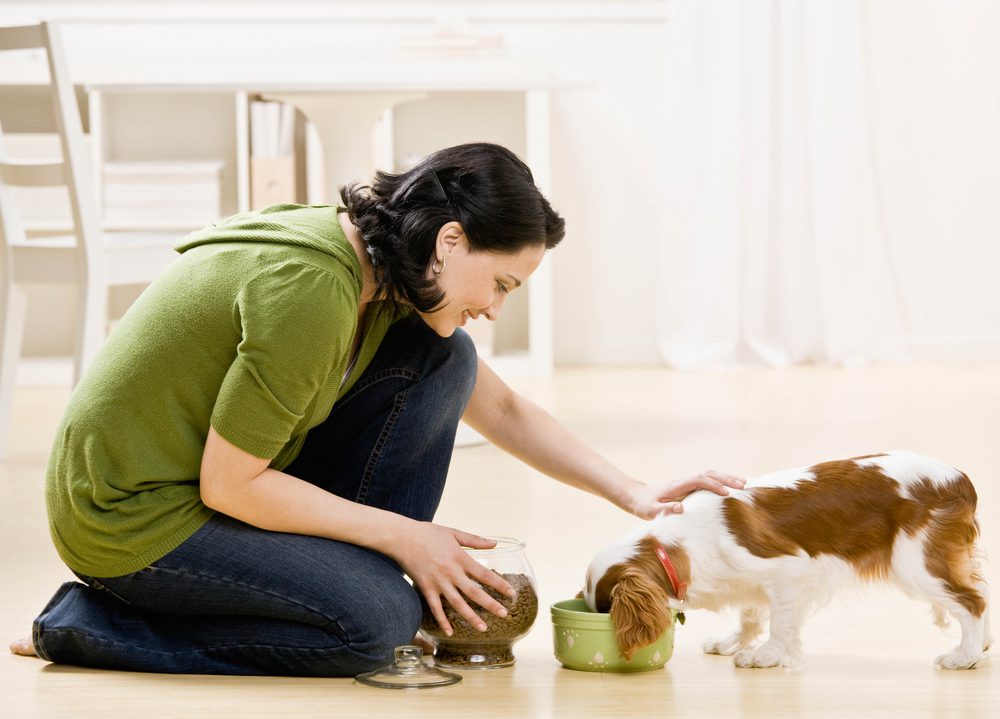 Total Vet What can I do to Prevent Intestinal Cancer in Dogs