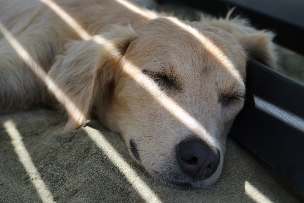 Total Vet What can I do to Prevent Melanoma in Dogs