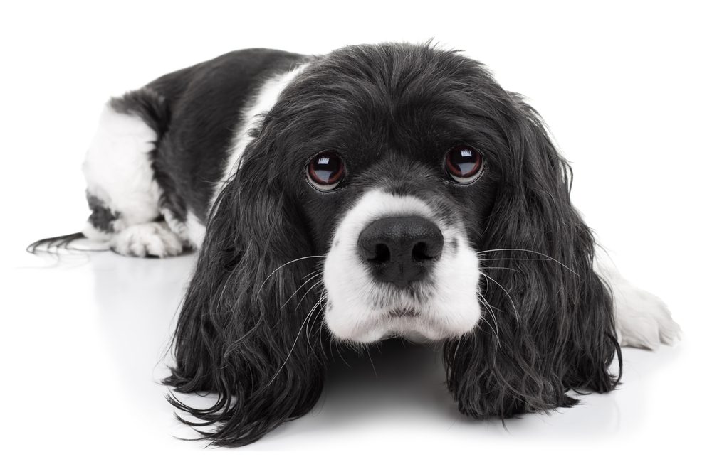 Total Vet What does Deramaxx do for Dogs