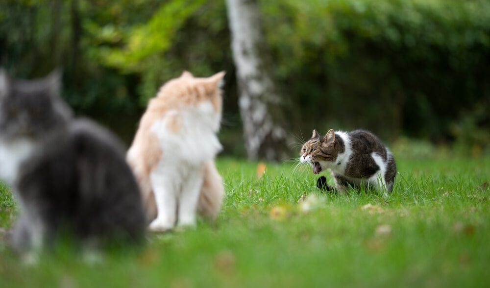 Total Vet what is acute cat vomiting