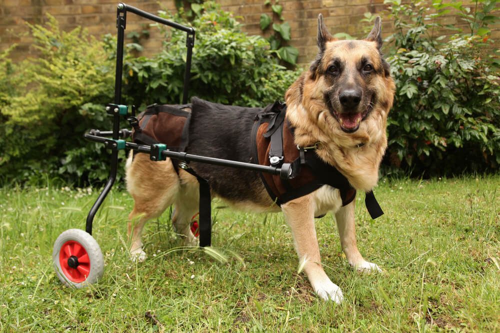 Total Vet what is arthritis in dogs