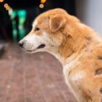 mange in dogs