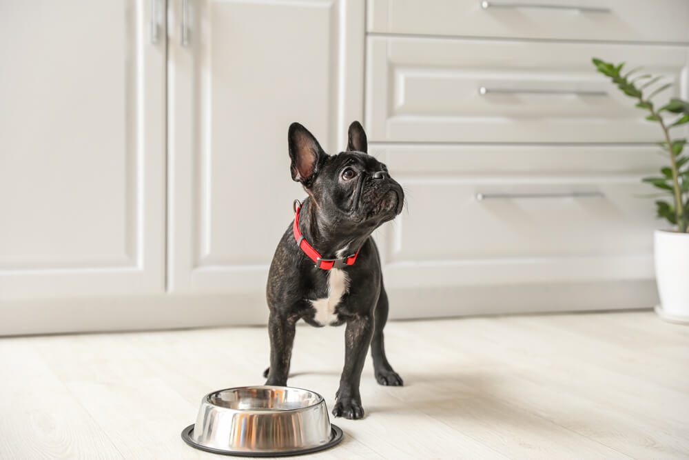 Total Vet What is Vegan Dog Food