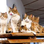 Clowder Group of Cats
