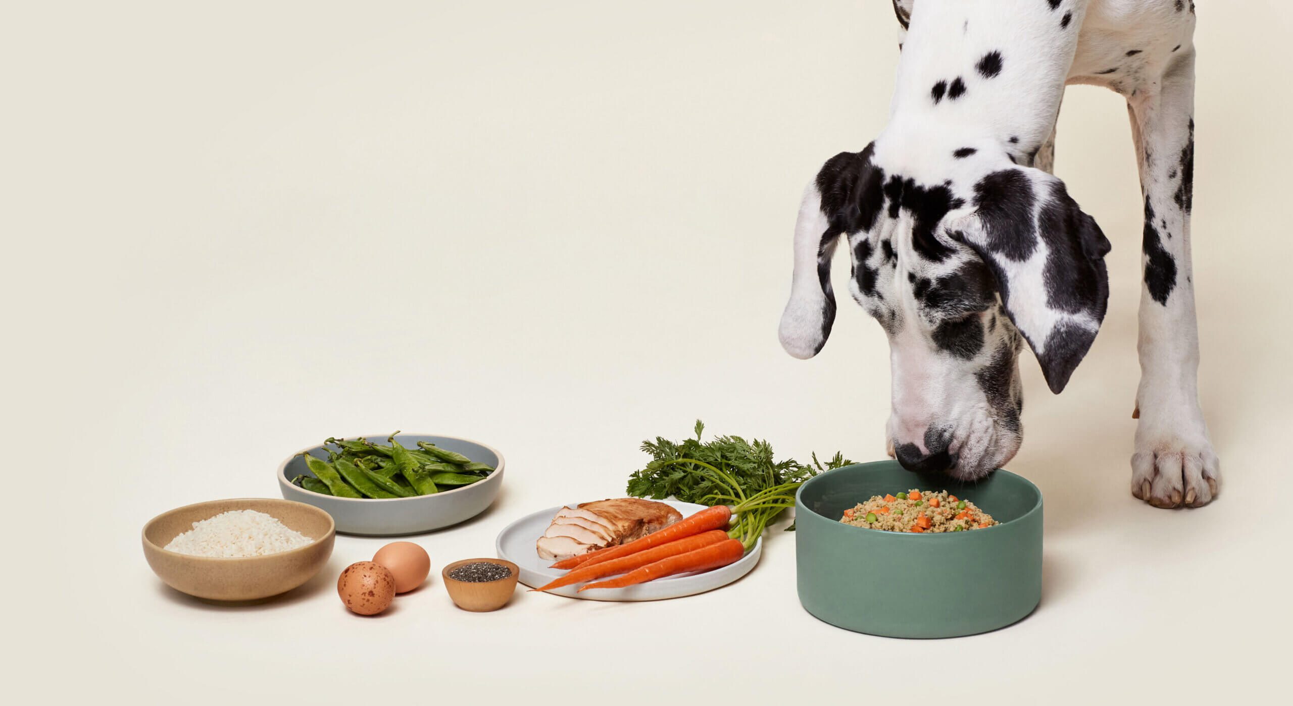 Total Vet What is ollie dog food