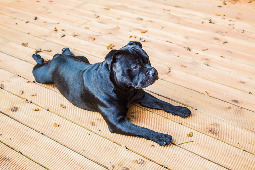 Total Vet What is the Best Coconut Oil for Dogs