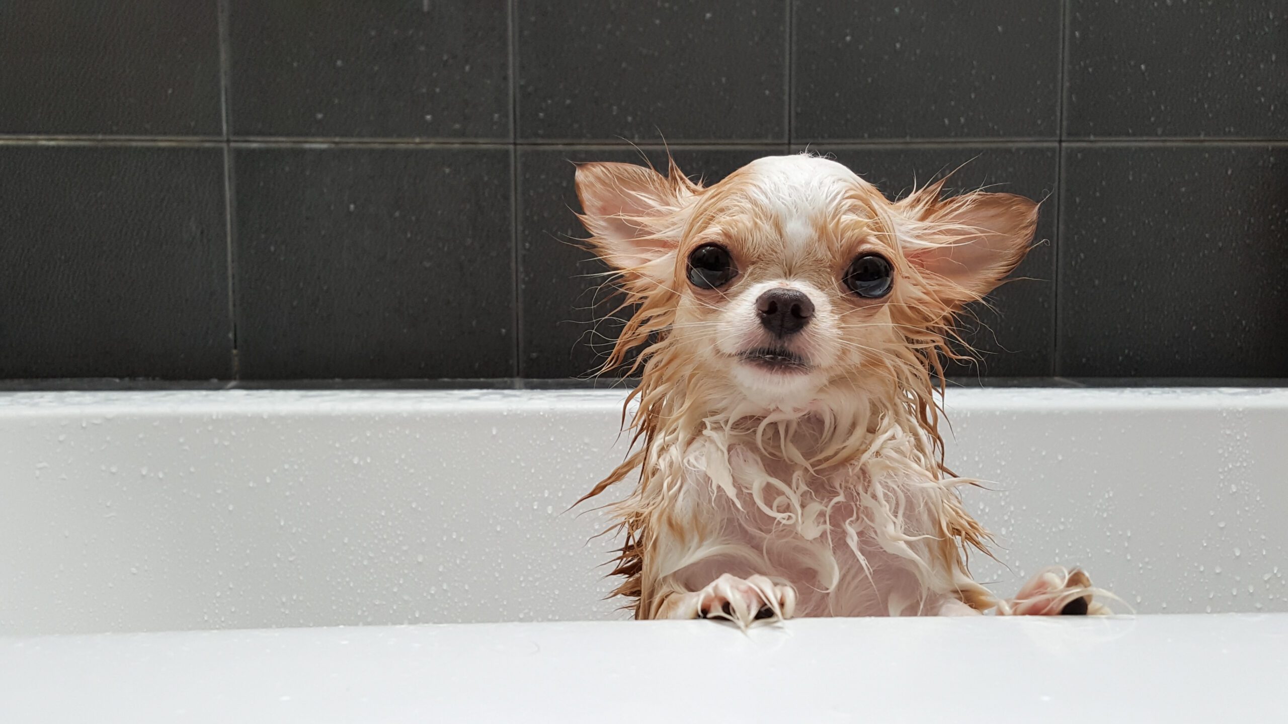 Total Vet What is the Best Oatmeal Shampoo for a Dog