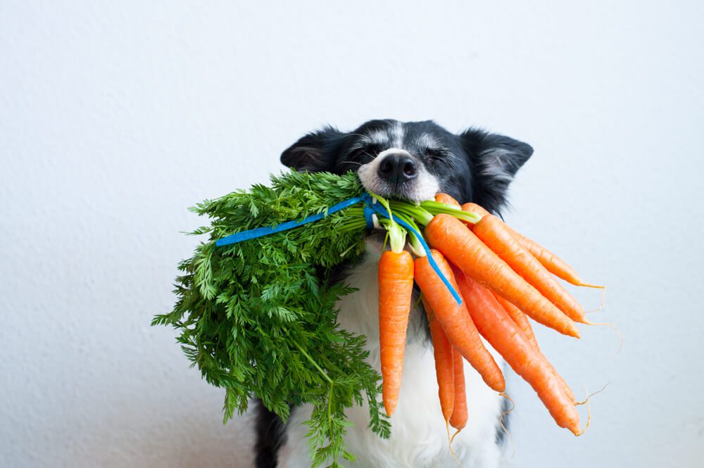 Total Vet What is the Healthiest Vegan Dog Food