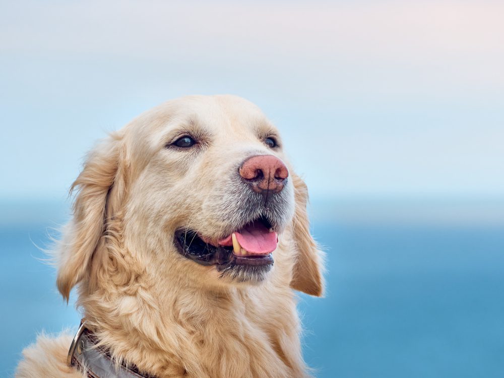 Total Vet What is the Life Expectancy of a Dog With Hemangiosarcoma