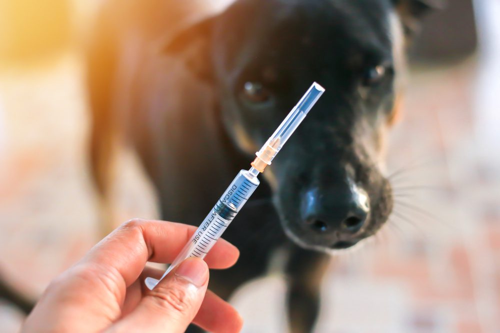 Total Vet What is the Melanoma Vaccine for Dogs