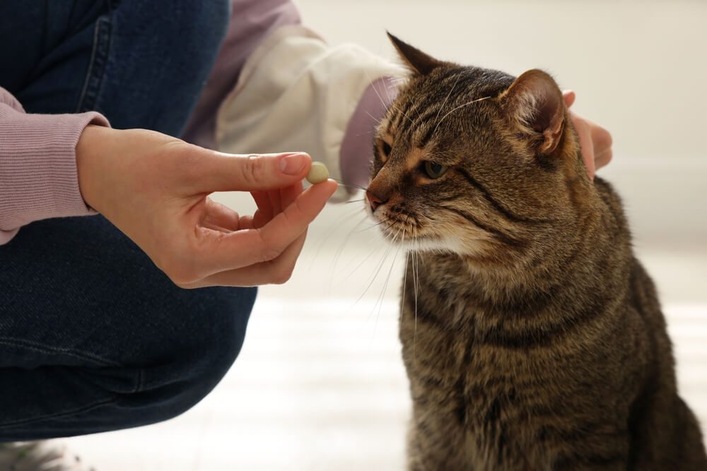 Total Vet What to Give a Cat for Vomiting