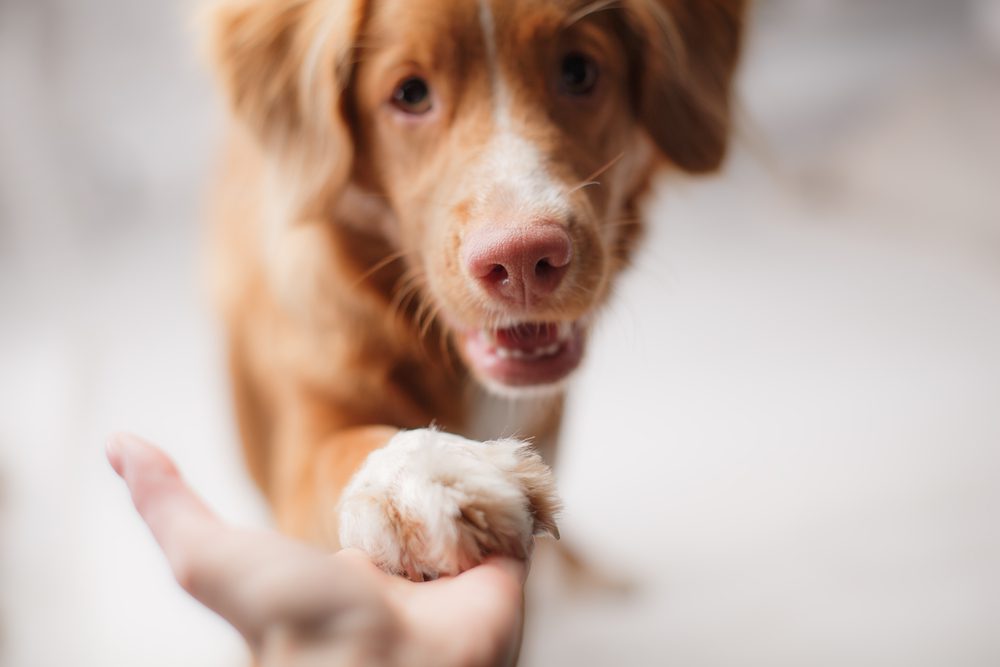 Total Vet What to Know About Treating CBD Overdoses in Dogs