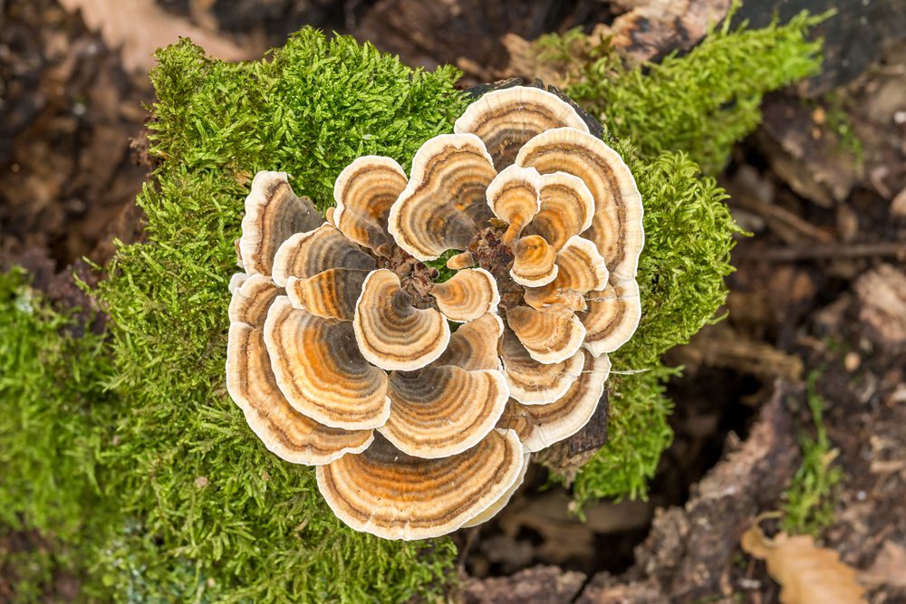 Total Vet What is Turkey Tail Mushroom